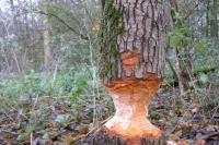 Kinderexpeditie Beversporen 