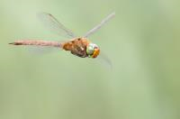 Expeditie Biesbosch Vlinders & Libellen