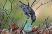 Kinderactiviteit: Vetbollen en Pindasnoeren maken