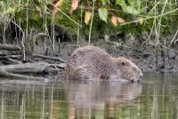 Kanotocht op zoek naar Bevers