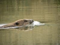 Fluisterend op zoek naar bevers, Dag van de Biodiversiteit