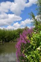 Biesbosch Natuurvaartocht