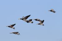 Gezinsexcursie: Wintervogels in de Biesbosch