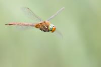 Natuurwandeling in de Louisa- en Cannemanspolder