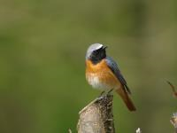 Gezinsvaartocht Biesboschvogels
