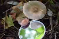 Herfstexcursie