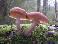 Gezinsexcursie: Herfst...Daar ben je!