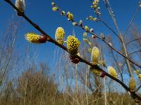 Wildernis aan het water