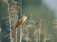 Vroege Vogeltocht