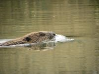 Fluisterend op zoek naar Bevers