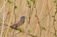 Vroege Vogeltocht - Dag van de Biodiversiteit