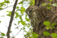 Kinderactiviteit: Braakballen Pluizen