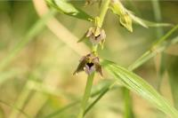 Expeditie Biesbosch Planten & Kruiden