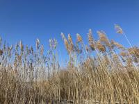 Winterse Biesbosch Fluistervaartocht